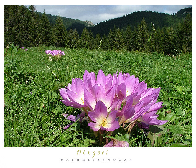 DONGERI FLOWERS