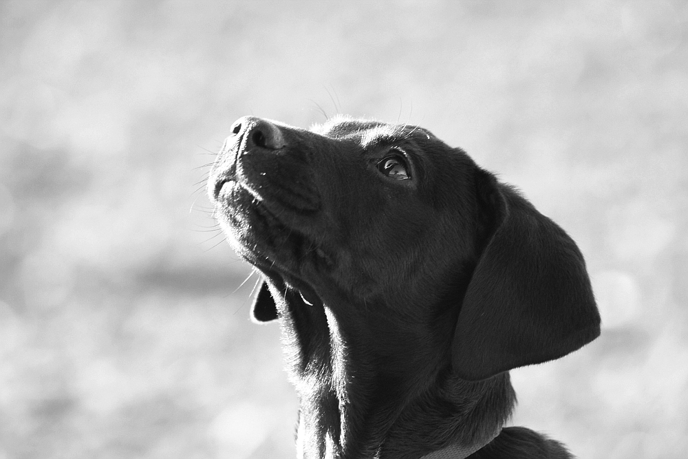 Donja, Labradoodle