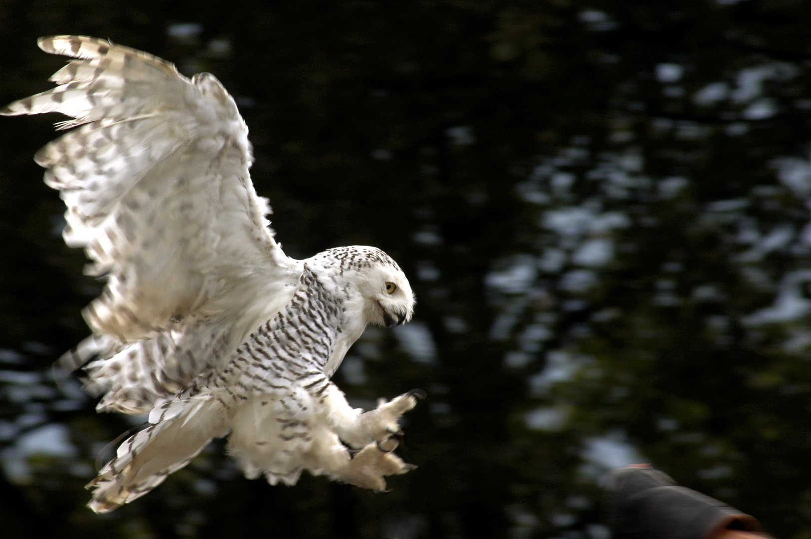 donjon des aigles