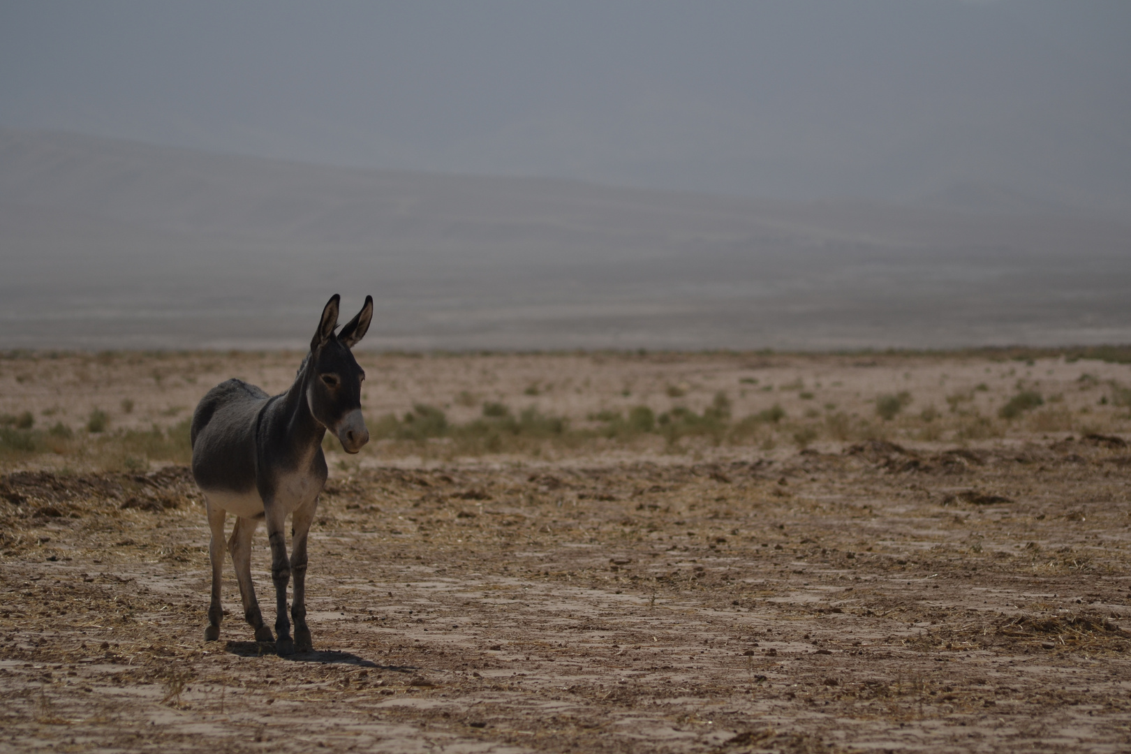 Donkey Desert