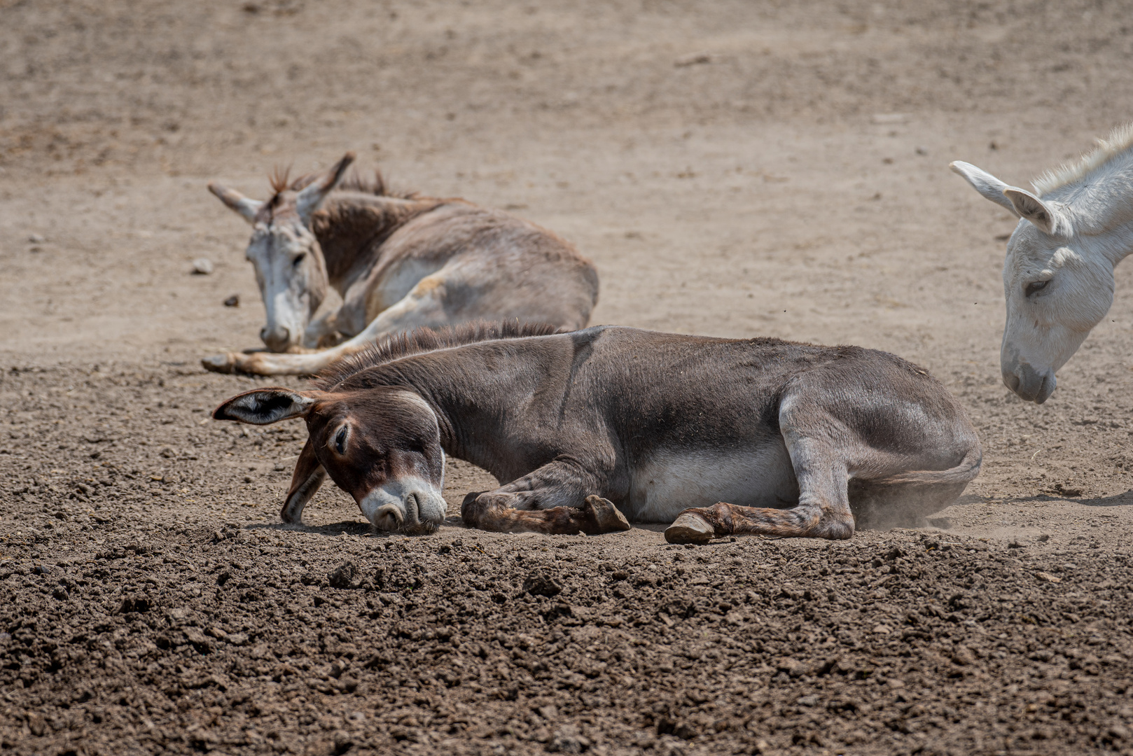 Donkey dustbath