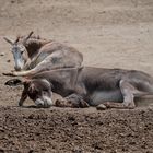 Donkey dustbath