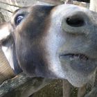 donkey face