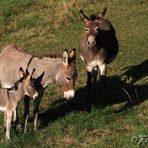 Donkey-Family...