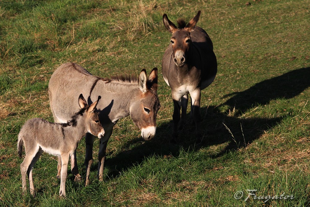 Donkey-Family...