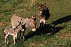 Donkey-Family...