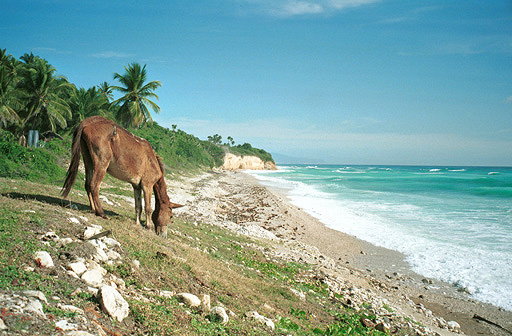 Donkey in Paradise
