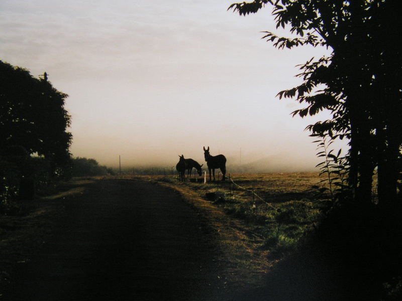 Donkey Island