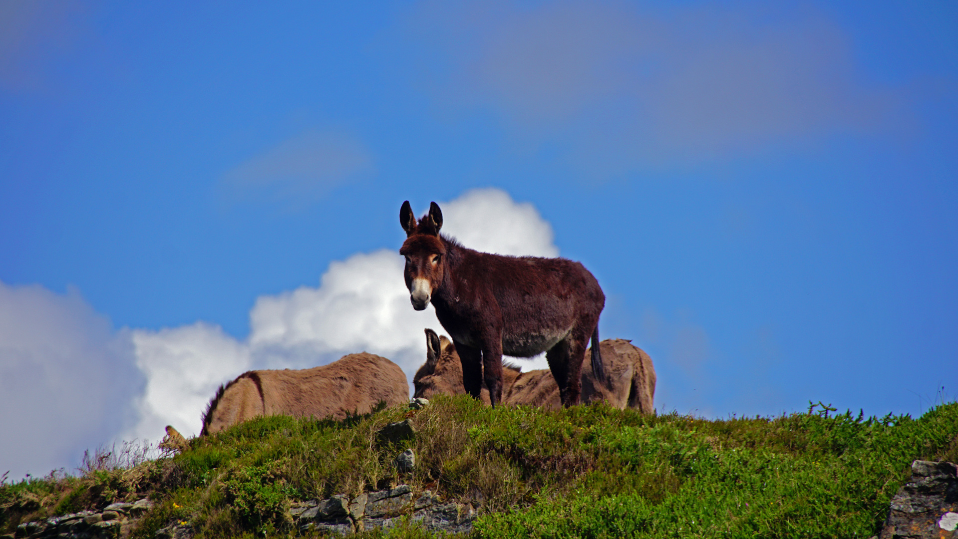 Donkey on the hill