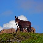 Donkey on the hill
