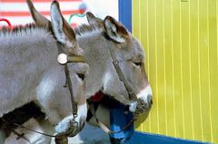 Donkey Serenade