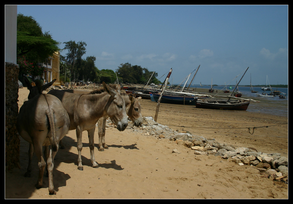 ... Donkey Town II ...