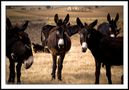 donkeys and mules #2 von Francesco Torrisi 