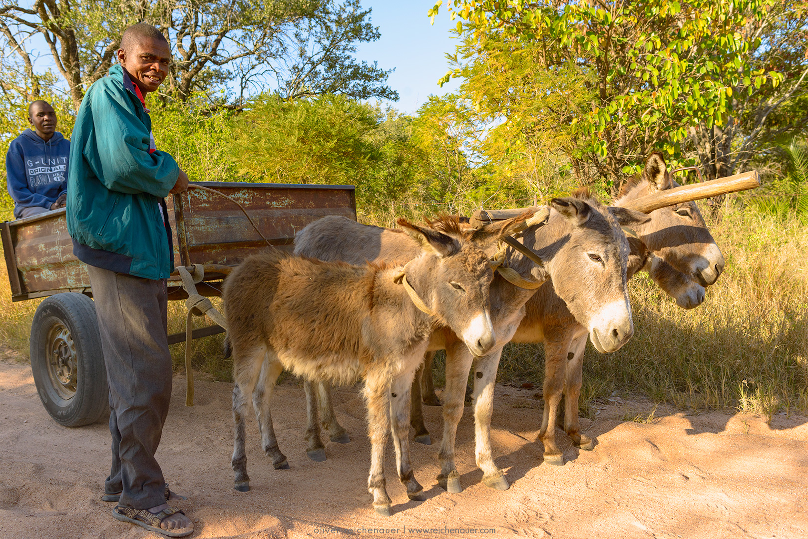 Donkeys