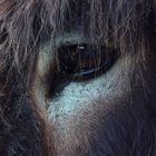 Donkey's Eye