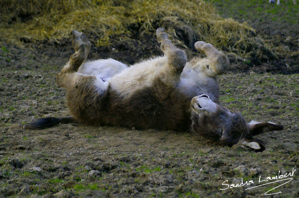 Donkey's happy life !