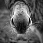 donkey´s nose