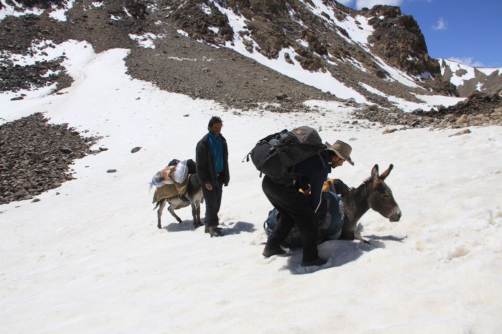 Donkeys of Pamir V