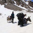 Donkeys of Pamir V