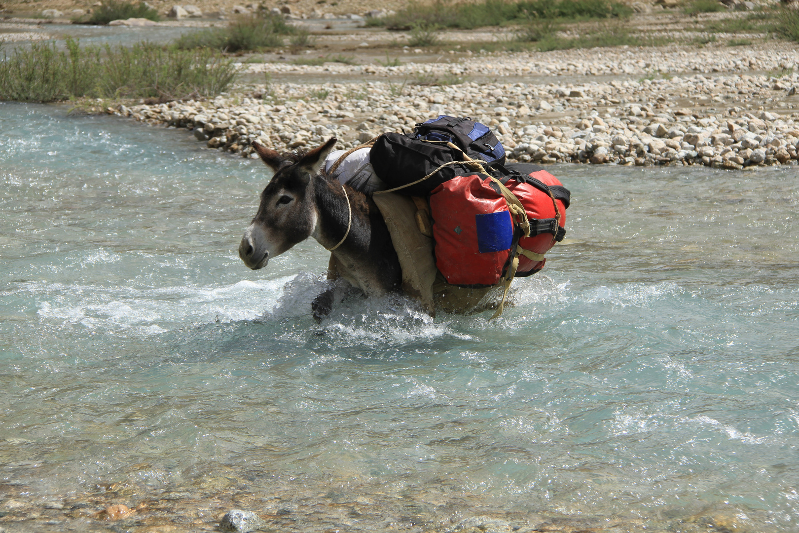 Donkeys of the Pamir II