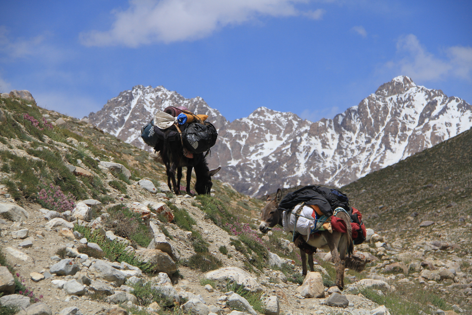 Donkeys of the Pamir IV