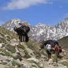 Donkeys of the Pamir IV