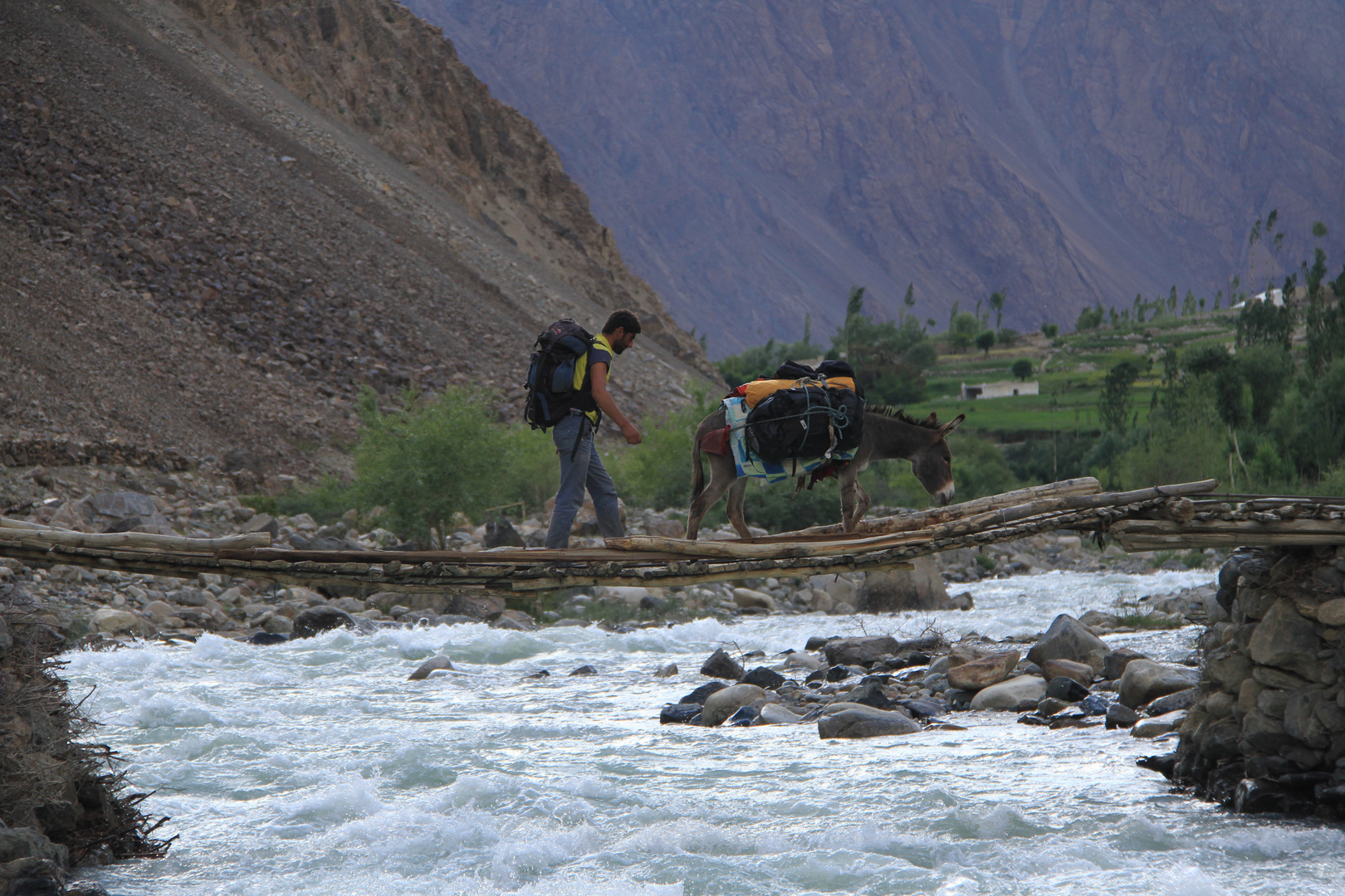 Donkeys of the Pamir IX