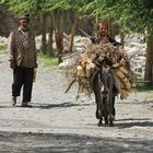 Donkeys of the Pamir VII