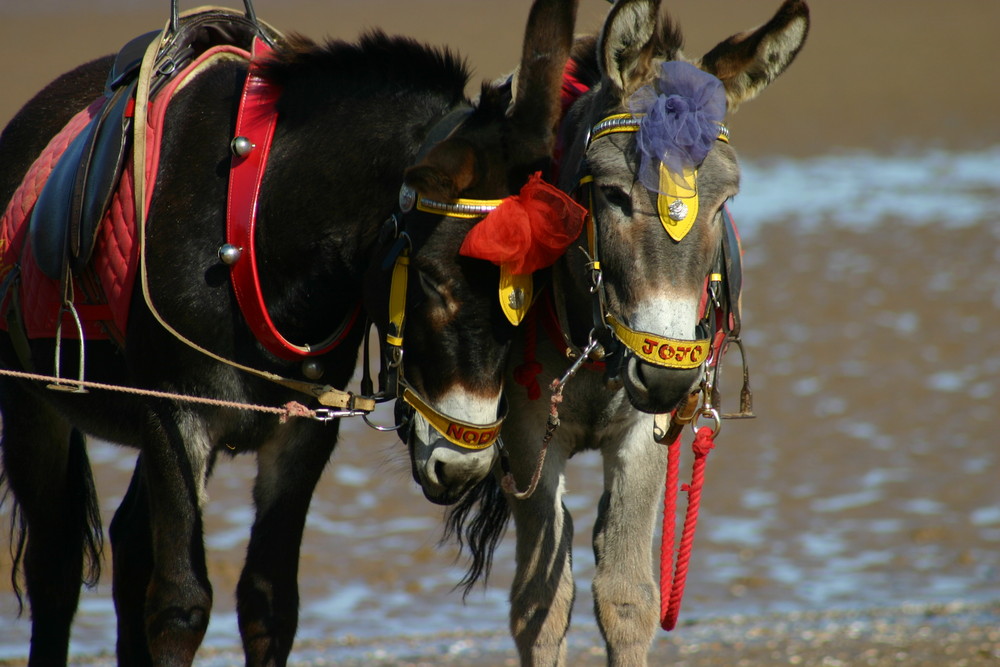 Donkeys on the Beach