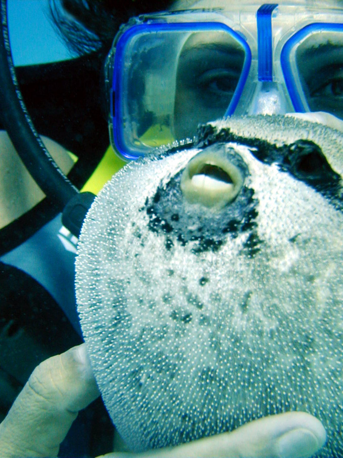 Donna con maschera e pesce palla mascherato