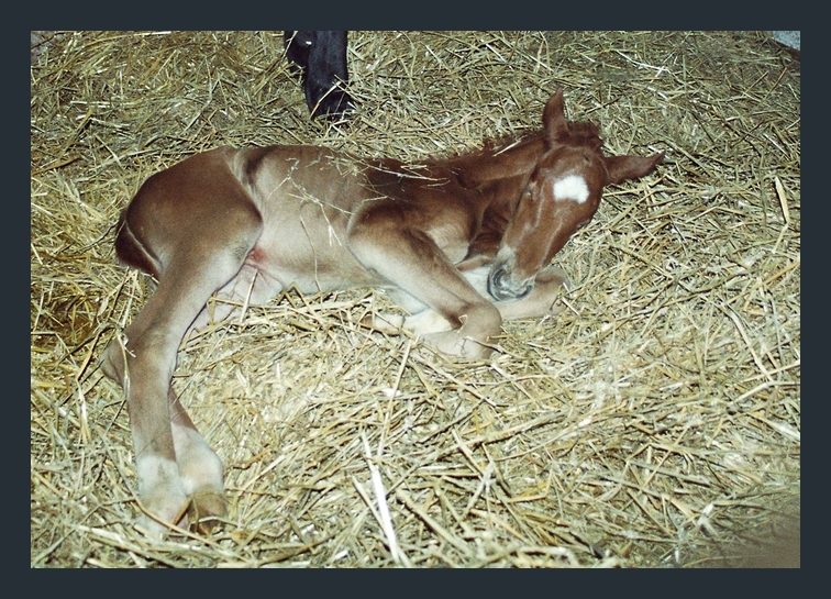 Donna Prima ist geboren