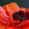Donna Rosa