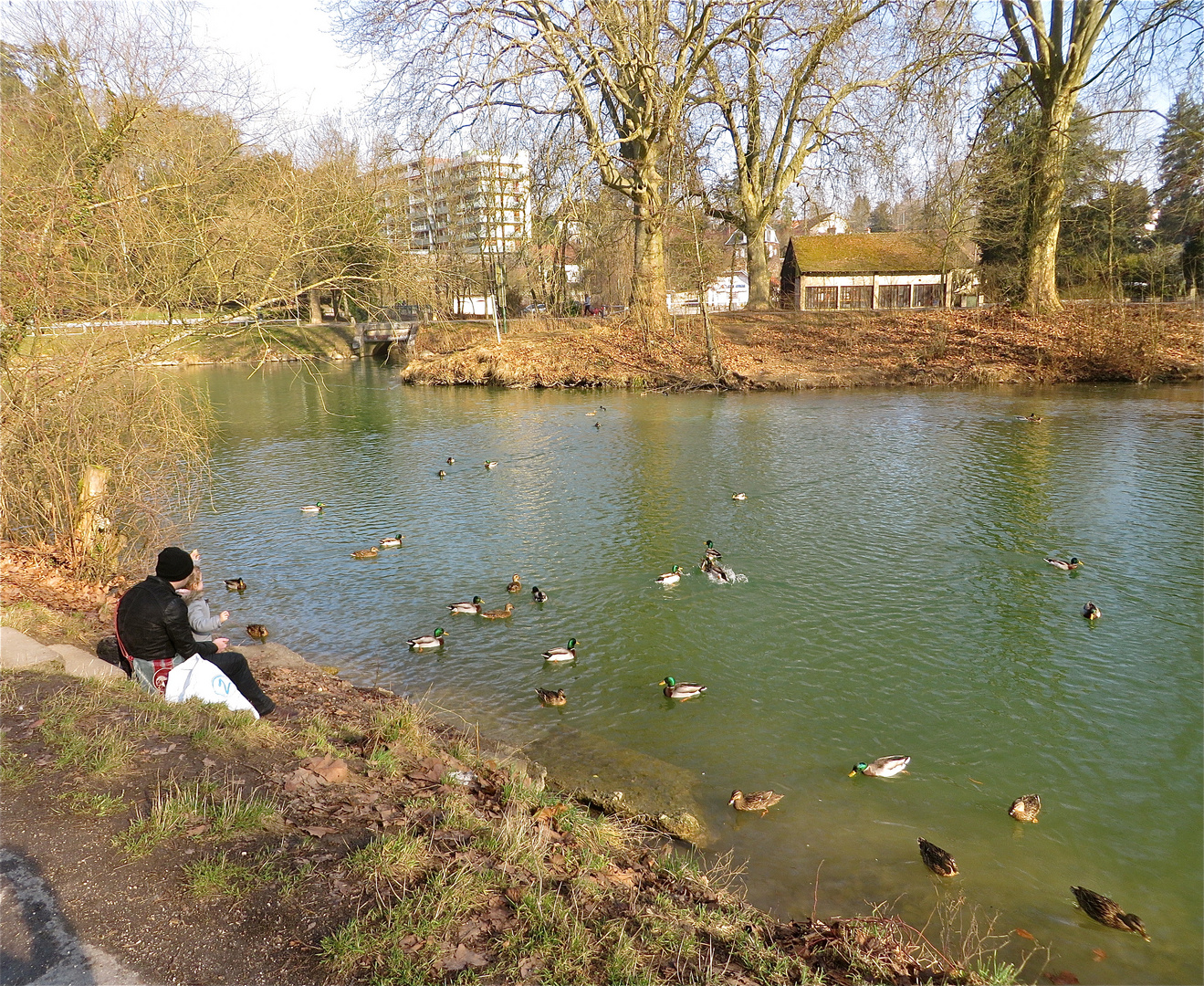 ... donner à manger à canards !!!...