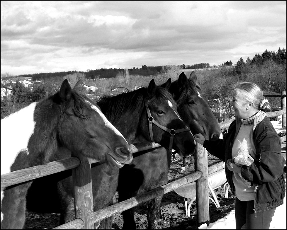 Donner à manger aux chevaux