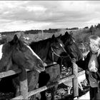 Donner à manger aux chevaux