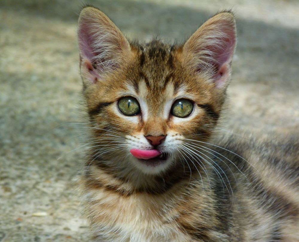 * donner sa  langue au chat !! *