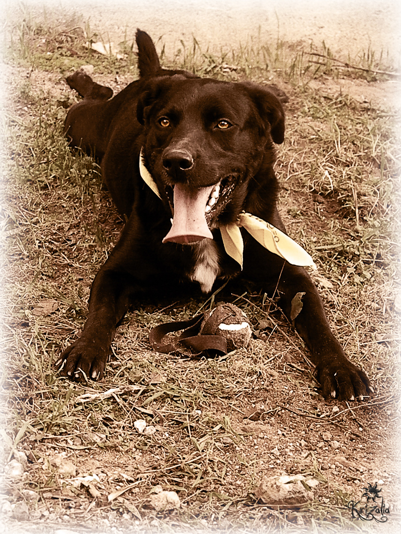 Donner sa langue au chien !