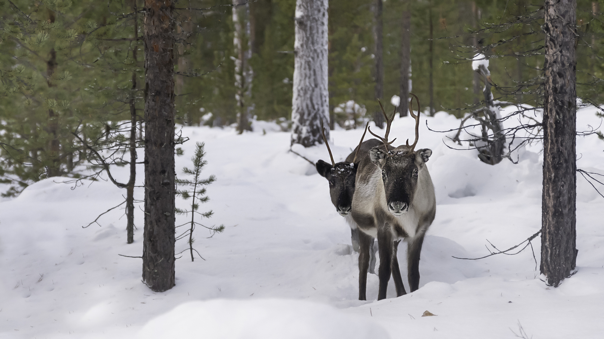 Donner und Blitzen ..... im Jahresurlaub nach dem Weihnachtsstreß