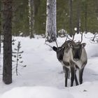 Donner und Blitzen ..... im Jahresurlaub nach dem Weihnachtsstreß