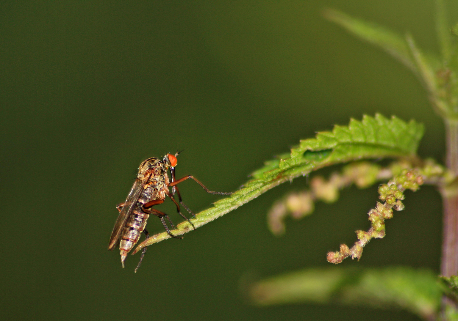 donnerbalken auf insektianisch