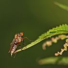 donnerbalken auf insektianisch