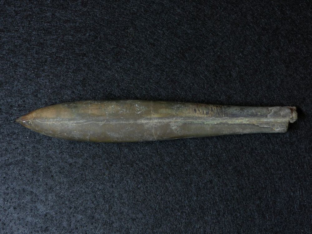 Donnerkeil aus der Jurazeit - Pseudohibolites semihastatus rotundus