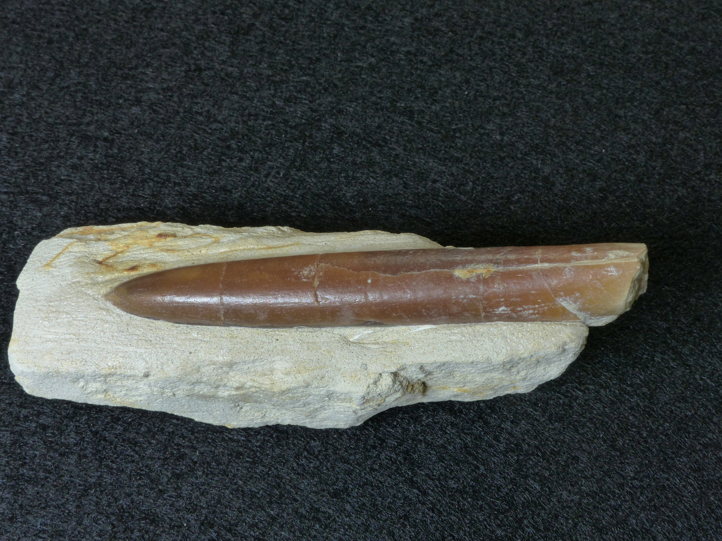Donnerkeil aus der Kreidezeit - Belemnitella mucronata