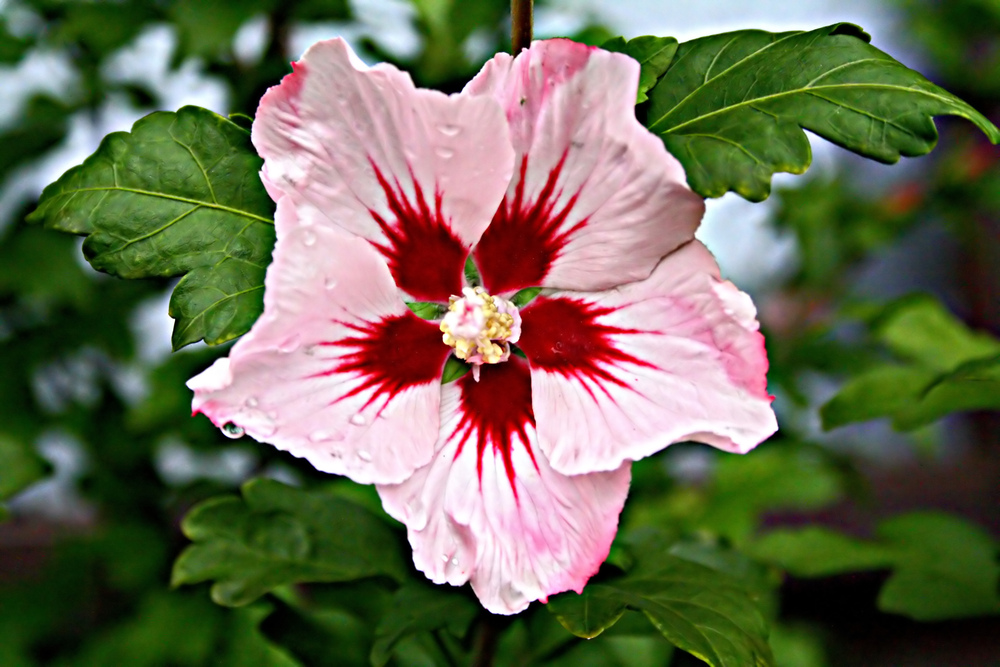 Donnerstag-Blümchen