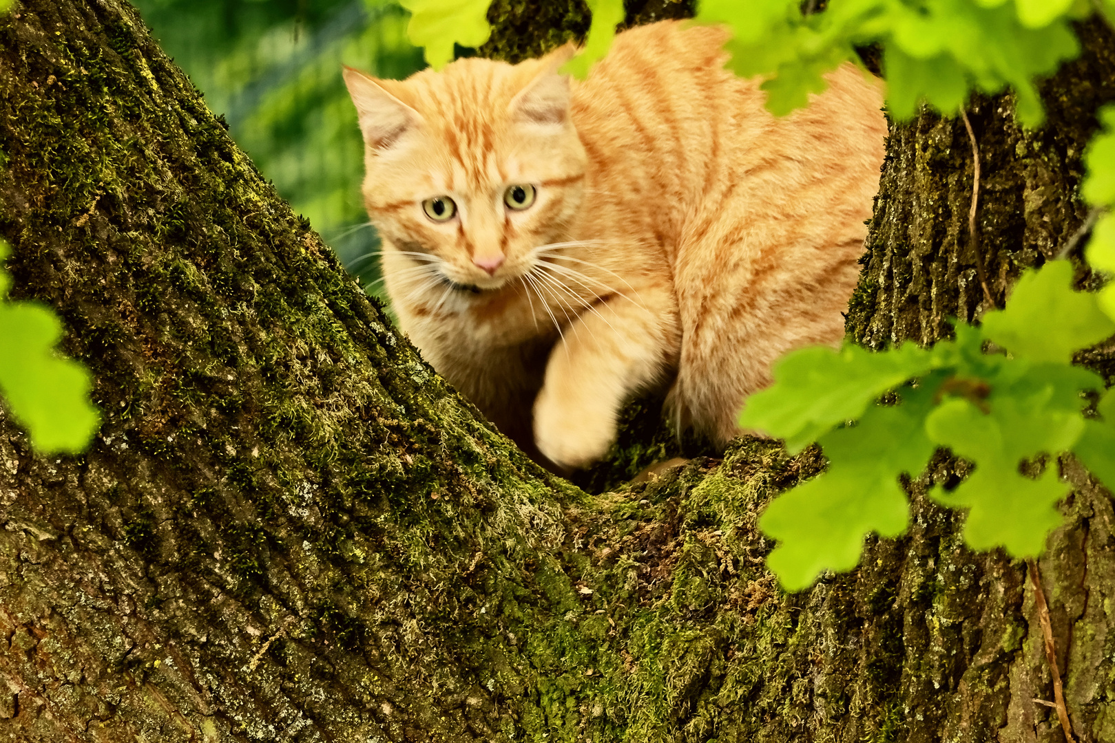 Donnerstag mit Durchblick auf rote Katze im Baum