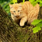 Donnerstag mit Durchblick auf rote Katze im Baum