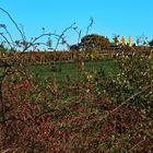 Donnerstag mit Durchblick -Blick durch die Hecke auf den Heiligenstädter Westblick