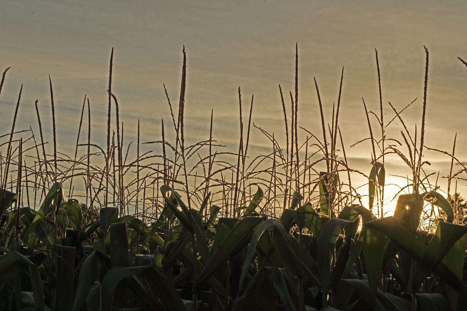 Donnerstag mit Durchblick - Blick zur Abendsonne