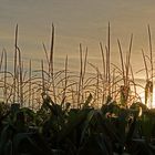 Donnerstag mit Durchblick - Blick zur Abendsonne