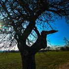 Donnerstag mit Durchblick der besonderen Art - der Baum